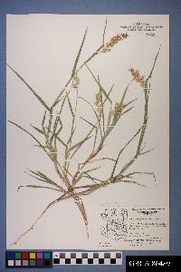 Cenchrus spinifex image